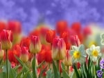 tulips