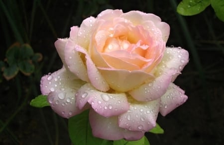 Beautiful Rose - rose, flower, amazing, garden