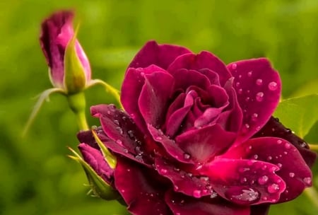 Red Rose - rose, love, beautiful, garden