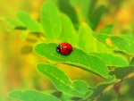 Ladybug