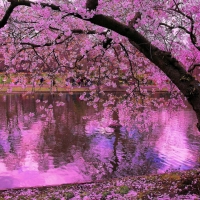 Sakura Tree Reflected in Pond