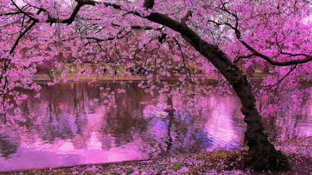 Sakura Tree Reflected in Pond - refelction, sakura, reflected, tree, pond