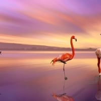 Flamingos in the sunset