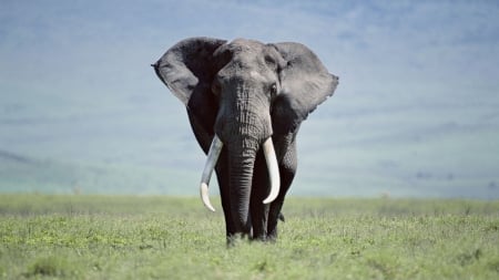 Elephant - Animal, Nature, Wildlife, Elephant