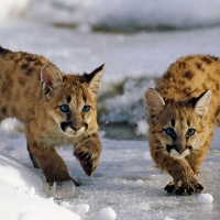 Cougar Cubs at Uinta National Forest in Utah