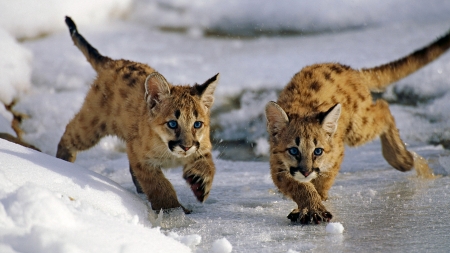 Cougar Cubs at Uinta National Forest in Utah - wildlife, ice, utah, uinta, cougar, national, cubs, forest, snow, animal