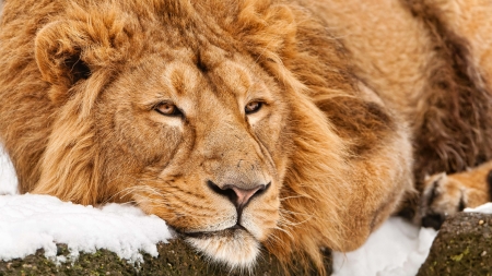 Male Lion - wildlife, animal, male, lion