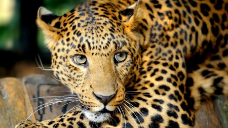 Leopard - animal, wildlife, leopard, looking