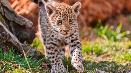 Jaguar Cub - animal, wildlife, cub, jaguar