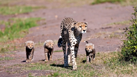 Cheetah with Cubs - wildlife, cubs, cheetah, animal