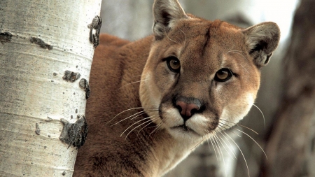 Beautiful Cougar - Animal, Beautiful, Wildlife, Cougar