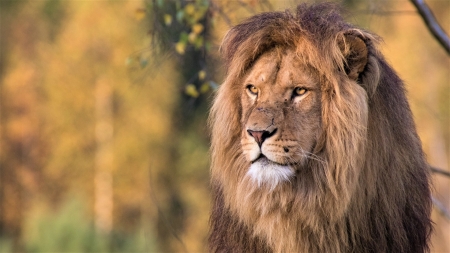 Male Lion - wildlife, animal, male, lion