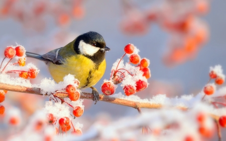 Little Bird - winter, branches, barriers, snow