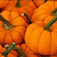 Pumpkins