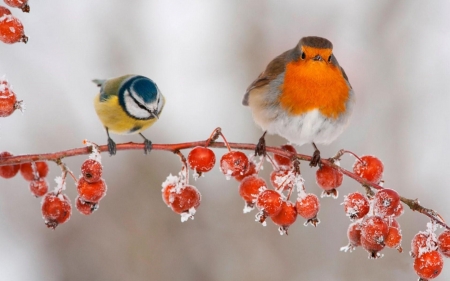 Little Birds - branches, snow, winter, berries, birds