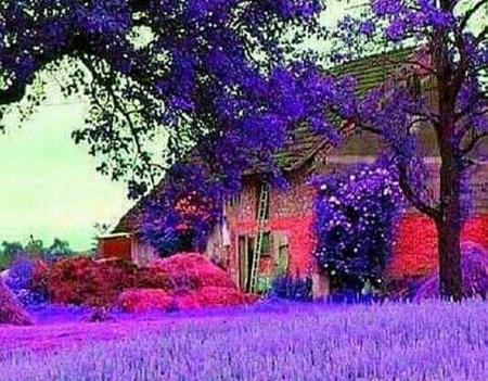 purple fields - flowers, nature, purple, beautiful, fields, houses