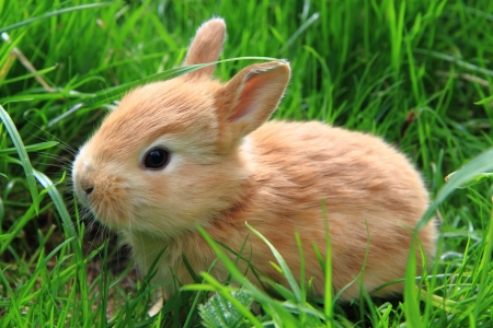 Bunny - rabbit, rodent, animal, green, cute, grass, bunny