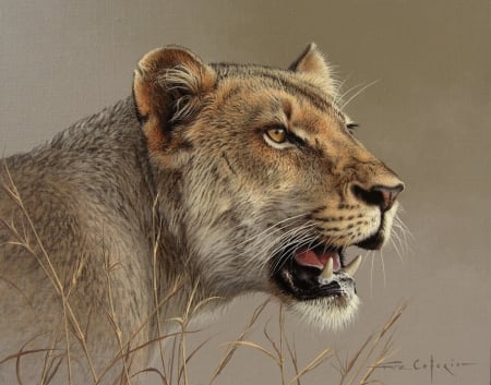 Lioness - fuz caforio, art, study, leu, animal, lioness