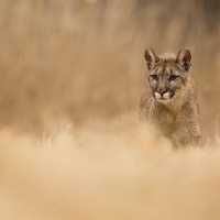 another beautiful puma (or mountain lion)