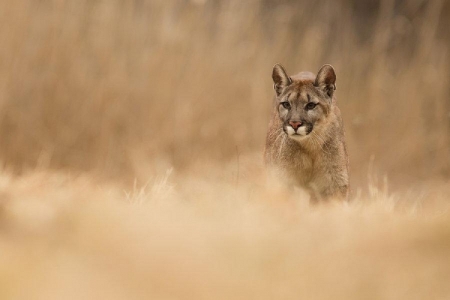 another beautiful puma (or mountain lion) - cats, animals, beautiful, puma, mountain, lion