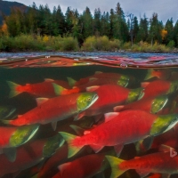 Sockeye salmon spawn in the Adams River in British Columbia Canada