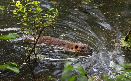 Beaver in France - Rodents & Animals Background Wallpapers on Desktop ...