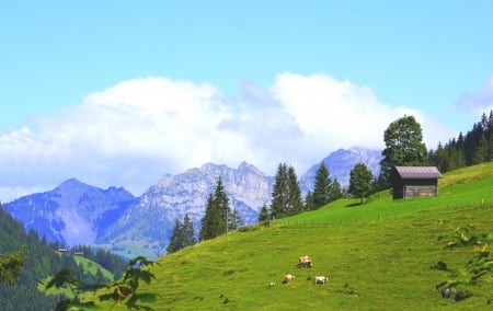 Nature landscape - nature, sky, cow, mountain, beautiful, colorful, outdoor