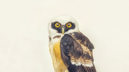 Owl - owl, bird, pasari, yellow, brown, eyes, bufnita