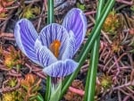 Crocus