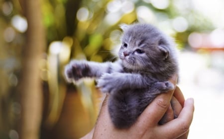 Give me a hug - animal, hand, paw, kitren, cute, pisici, cat