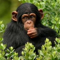 Chimpanzee