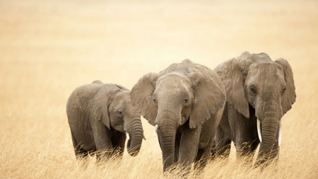 Baby Elephants - wildlife, animal, elephants, baby