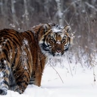 Siberian Tiger in the Snow