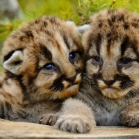 Cute Baby Cougars