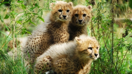 Cheetah Cubs - animal, wildlife, cheetah, cubs