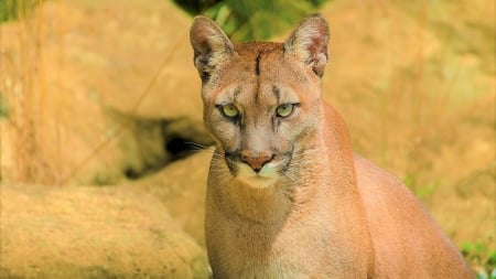 Cougar - animal, nature, wildlife, cougar