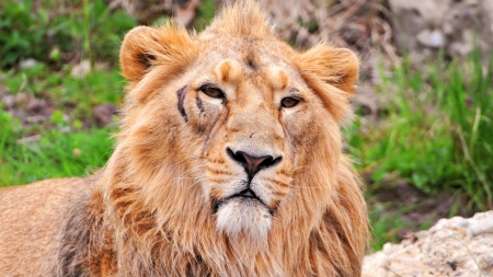 Male Lion - wildlife, animal, male, lion