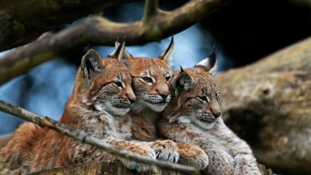 Lynx Family - animal, family, wildlife, lynx