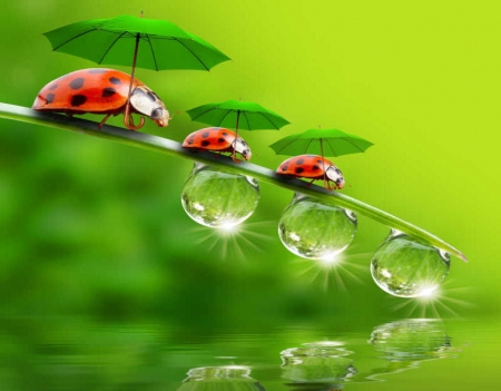 Funny little ladybugs with umbrellas enjoying life - leaf, umbrellas, insects, ladybugs