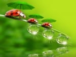 Funny little ladybugs with umbrellas enjoying life