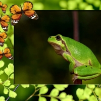 GREEN FROG