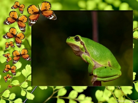 GREEN FROG - ANIMAL, IMAGE, FROG, GREEN