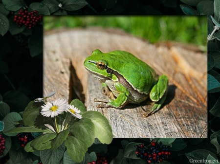 LITTLE FROG - frog, image, animal, little