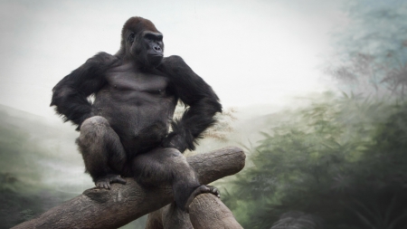 Gorilla - wildlife, primate, animal, gorilla, fog, mist