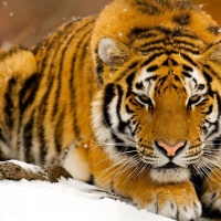 Siberian Tiger in the Snow
