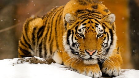 Siberian Tiger in the Snow - Siberian, Snow, Tiger, Wildlife, Animal