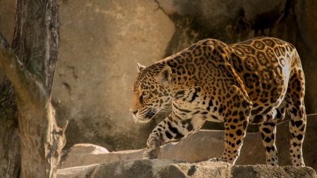 Jaguar - animal, wildlife, rock, jaguar