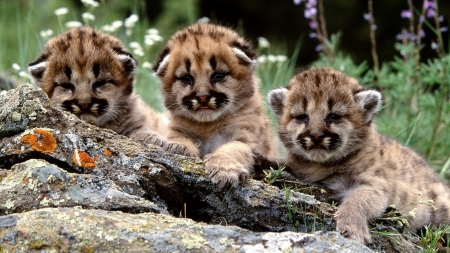 Baby Cougars - animal, cougars, wildlife, baby