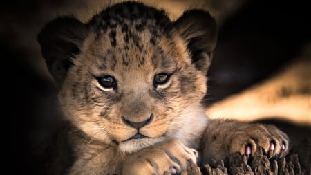 Adorable Lion Cub - wildlife, cub, adorable, lion, animal