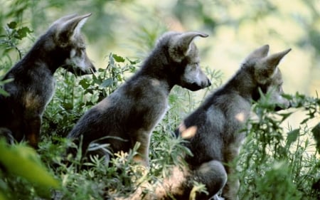 Mexican Gray Wolf Pups - wolf, pups, gray, animals